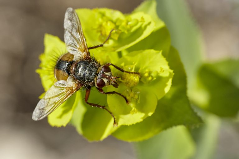 Tachina fera - Mosca erizo