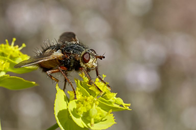 Tachina fera - Mosca erizo