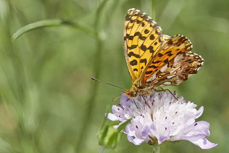 Boloria dia - Doncella violeta