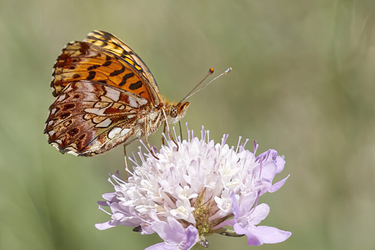 Boloria dia - Doncella violeta