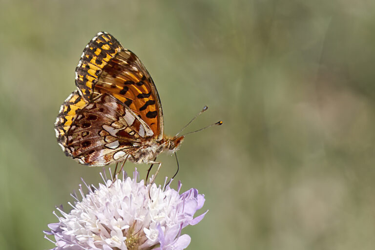 Boloria dia - Doncella violeta