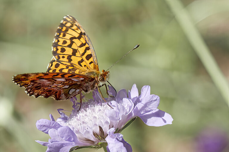 Boloria dia - Doncella violeta