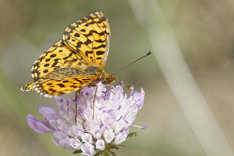 Boloria dia - Doncella violeta