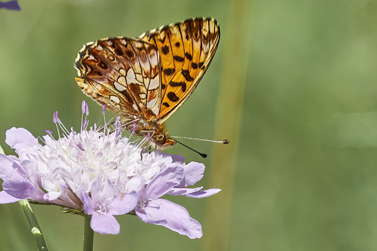 Boloria dia - Doncella violeta