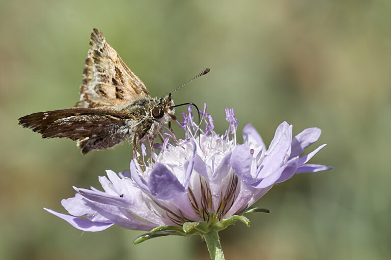 Carcharodus alceae - Capitán malva