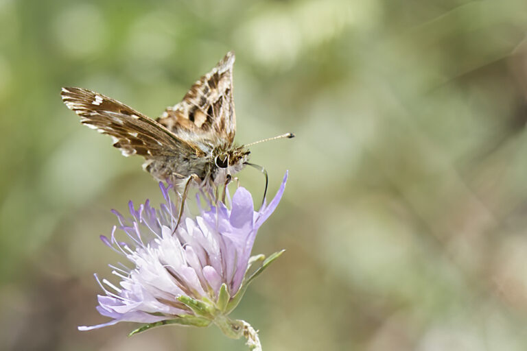 Carcharodus alceae - Capitán malva