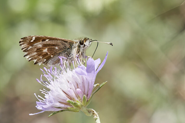 Carcharodus alceae - Capitán malva