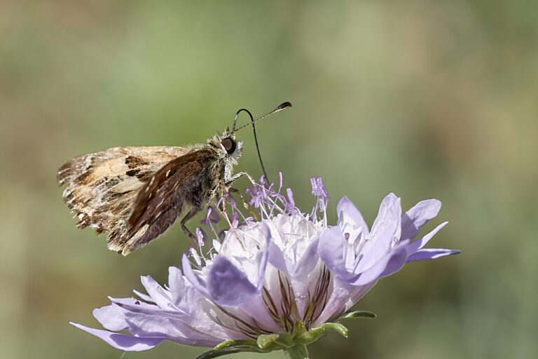 Carcharodus alceae - Capitán malva