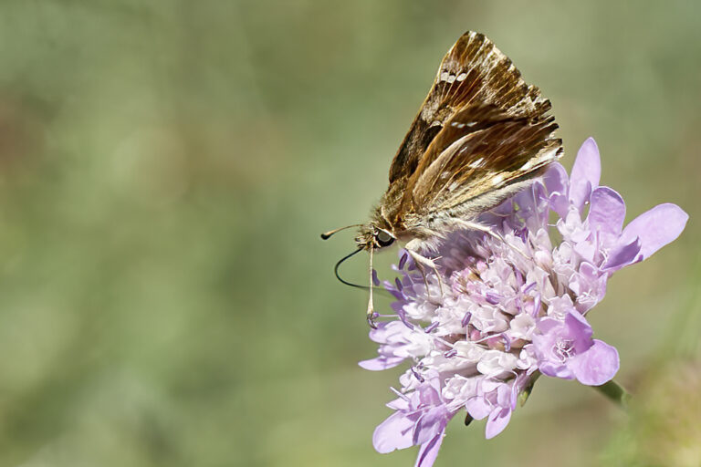 Carcharodus alceae - Capitán malva