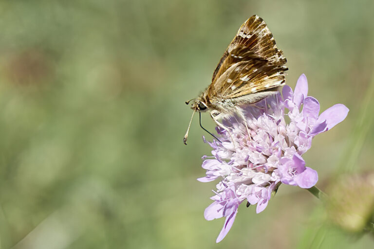 Carcharodus alceae - Capitán malva