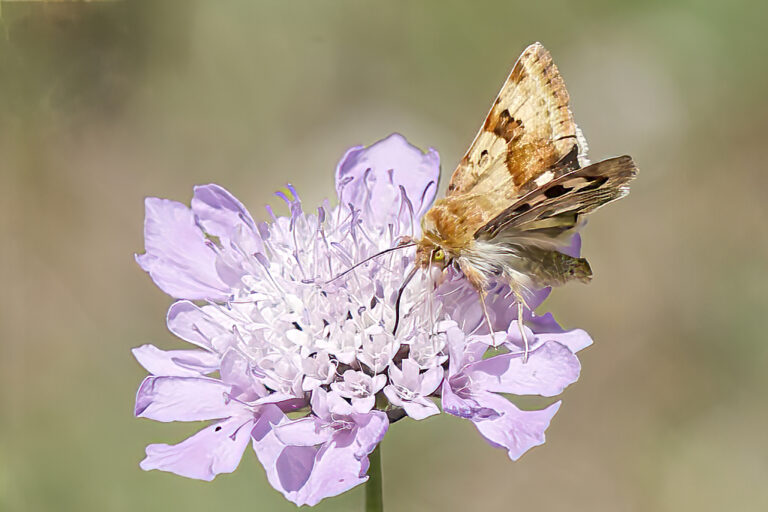 Heliothis viriplaca - Polilla del veteado del trébol