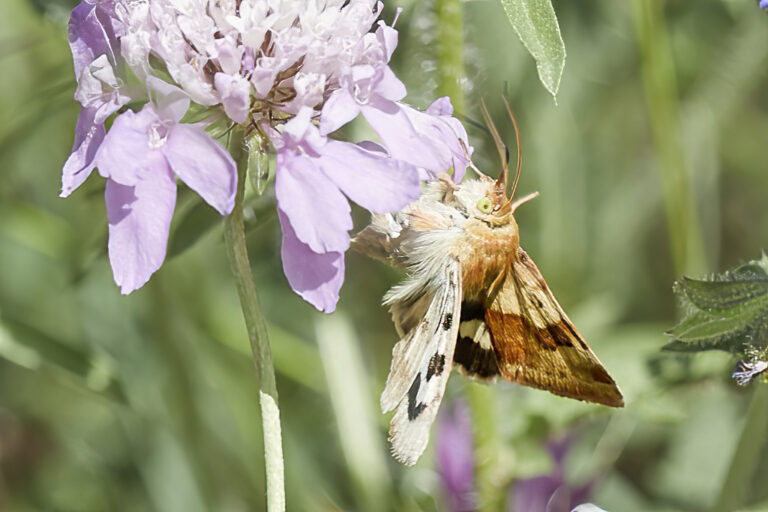 Heliothis viriplaca - Polilla del veteado del trébol