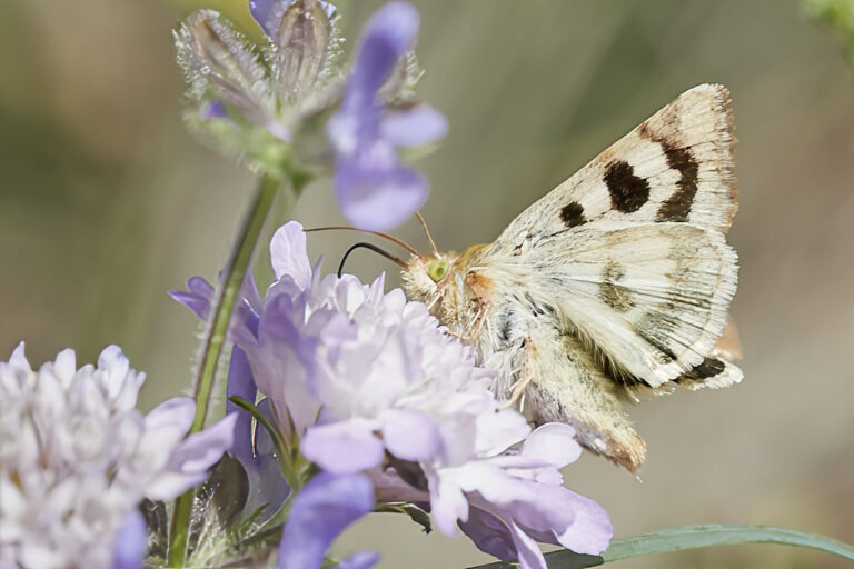 Heliothis viriplaca - Polilla del veteado del trébol