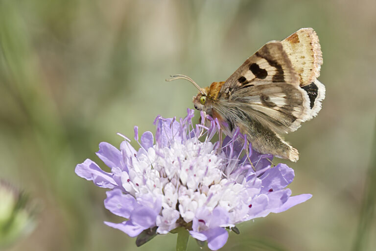 Heliothis viriplaca - Polilla del veteado del trébol