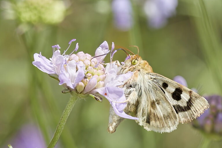 Heliothis viriplaca - Polilla del veteado del trébol