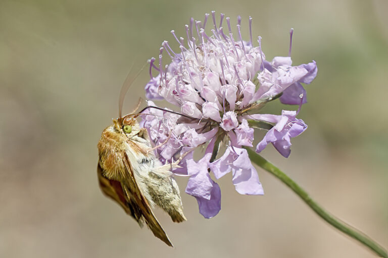 Heliothis viriplaca - Polilla del veteado del trébol