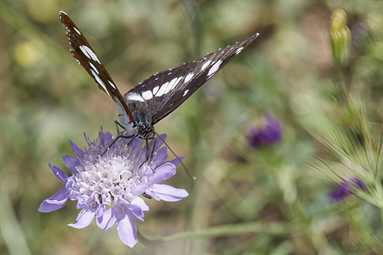 Limenitis reducta - Ninfa de los arroyos