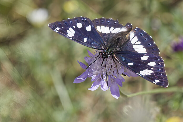 Limenitis reducta - Ninfa de los arroyos