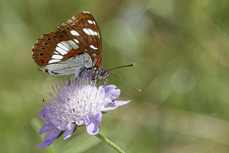 Limenitis reducta - Ninfa de los arroyos