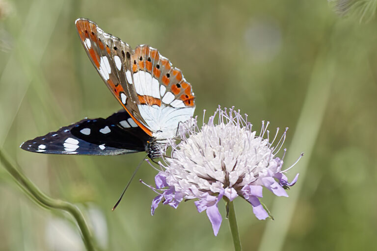 Limenitis reducta - Ninfa de los arroyos