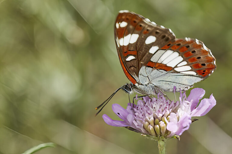 Limenitis reducta - Ninfa de los arroyos