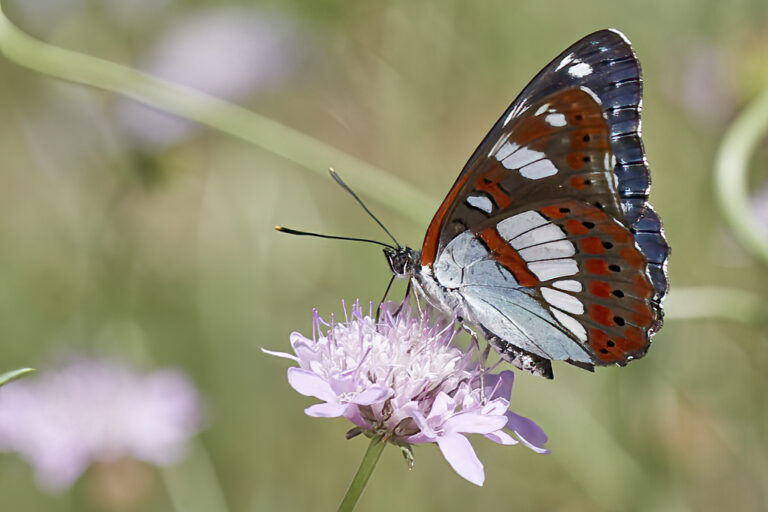 Limenitis reducta - Ninfa de los arroyos