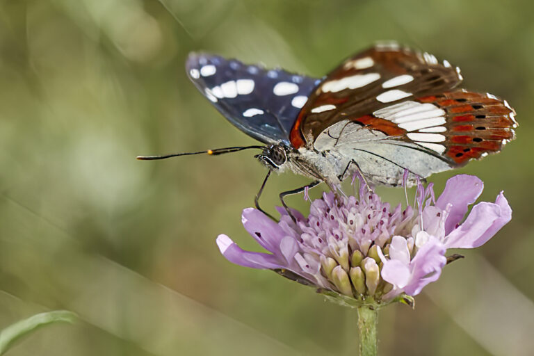 Limenitis reducta - Ninfa de los arroyos