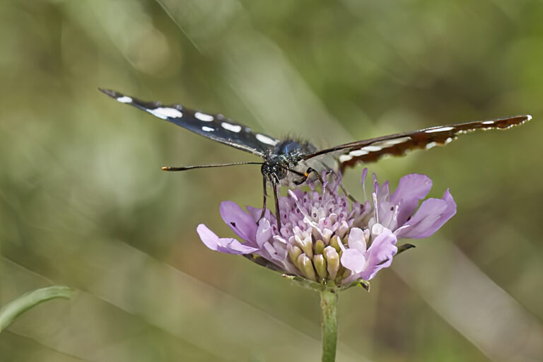 Limenitis reducta - Ninfa de los arroyos