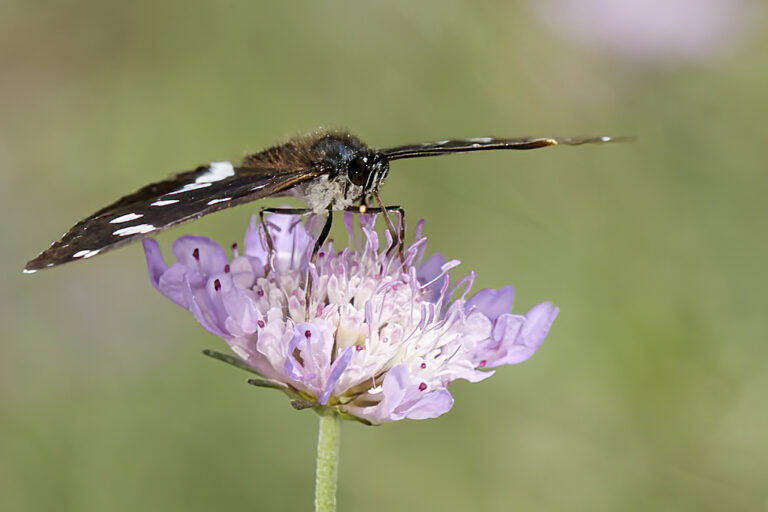 Limenitis reducta - Ninfa de los arroyos