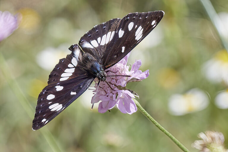 Limenitis reducta - Ninfa de los arroyos