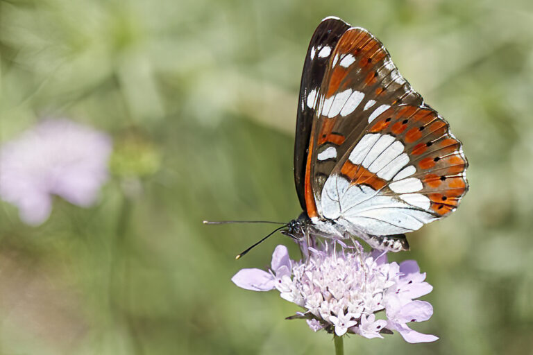 Limenitis reducta - Ninfa de los arroyos