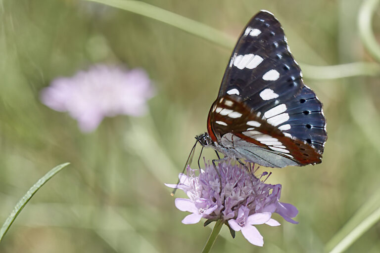 Limenitis reducta - Ninfa de los arroyos