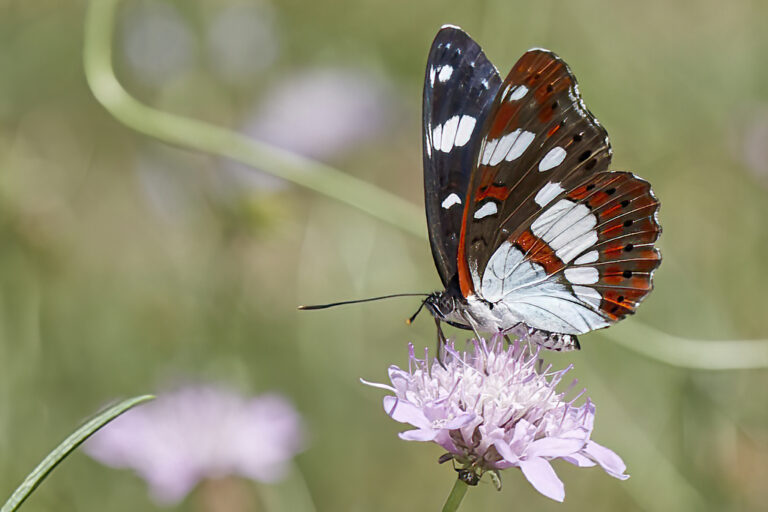 Limenitis reducta - Ninfa de los arroyos