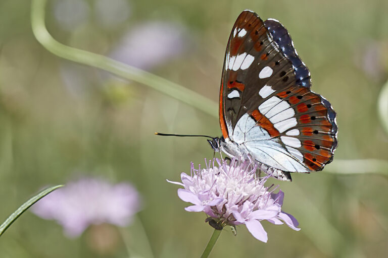 Limenitis reducta - Ninfa de los arroyos