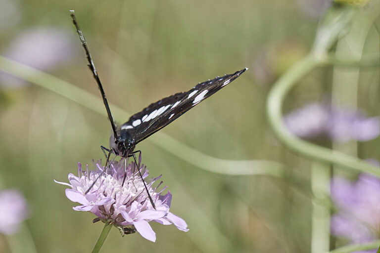 Limenitis reducta - Ninfa de los arroyos