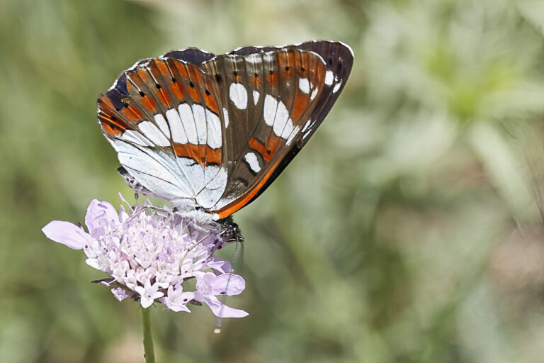 Limenitis reducta - Ninfa de los arroyos