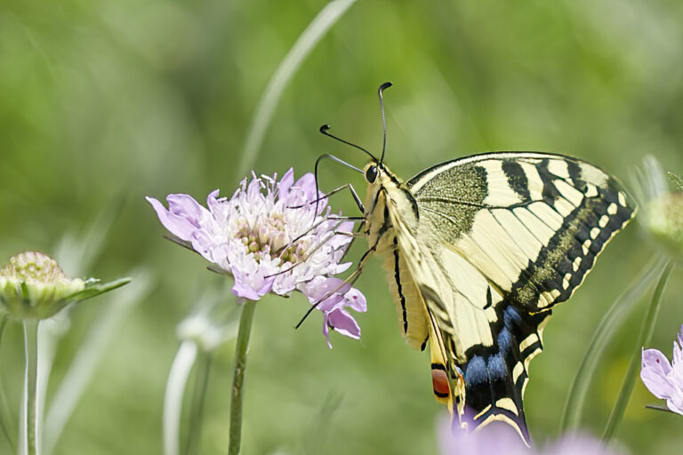 Papilio machaon - Macaón