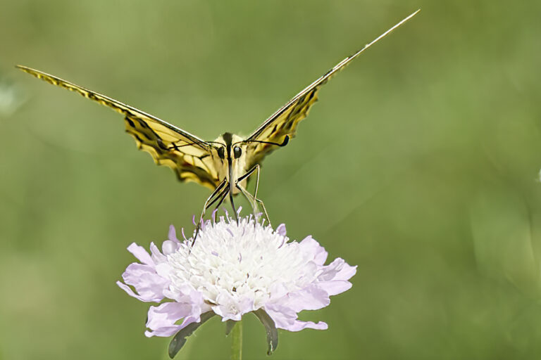 Papilio machaon - Macaón