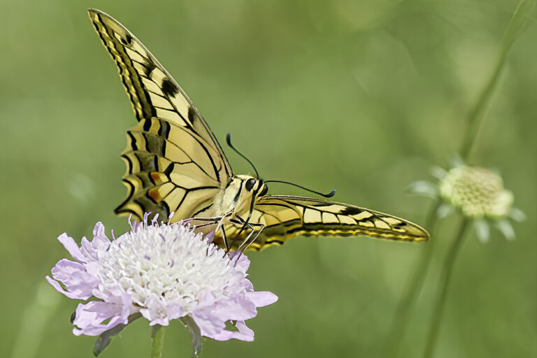 Papilio machaon - Macaón