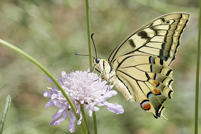 Papilio machaon - Macaón