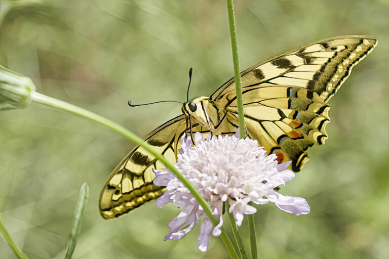 Papilio machaon - Macaón