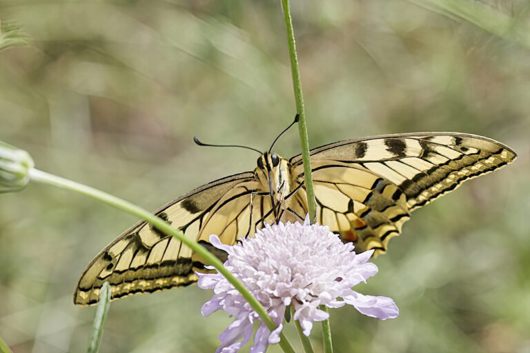 Papilio machaon - Macaón