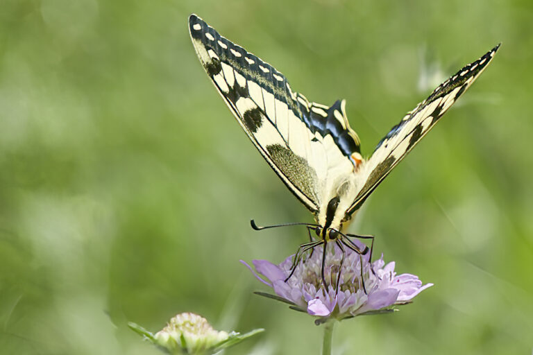 Papilio machaon - Macaón