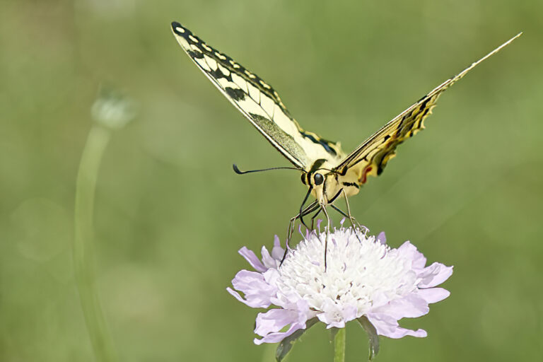 Papilio machaon - Macaón