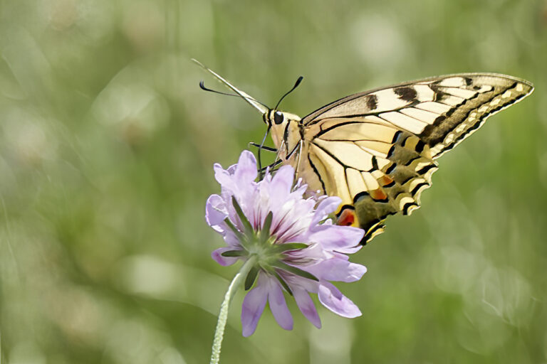 Papilio machaon - Macaón