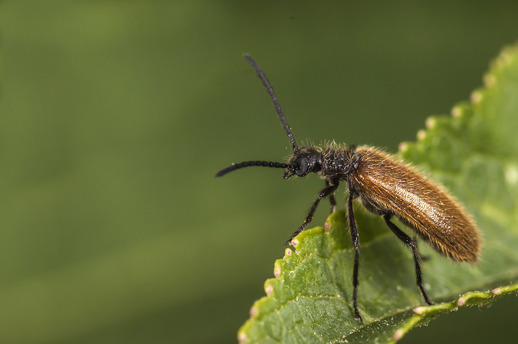 Lagria atripes - Escarabajo piloso