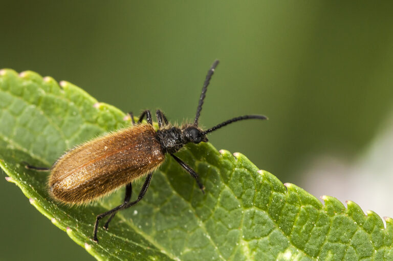 Lagria atripes - Escarabajo piloso