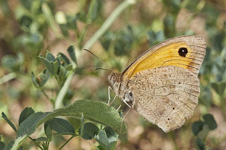 Maniola jurtina - Loba