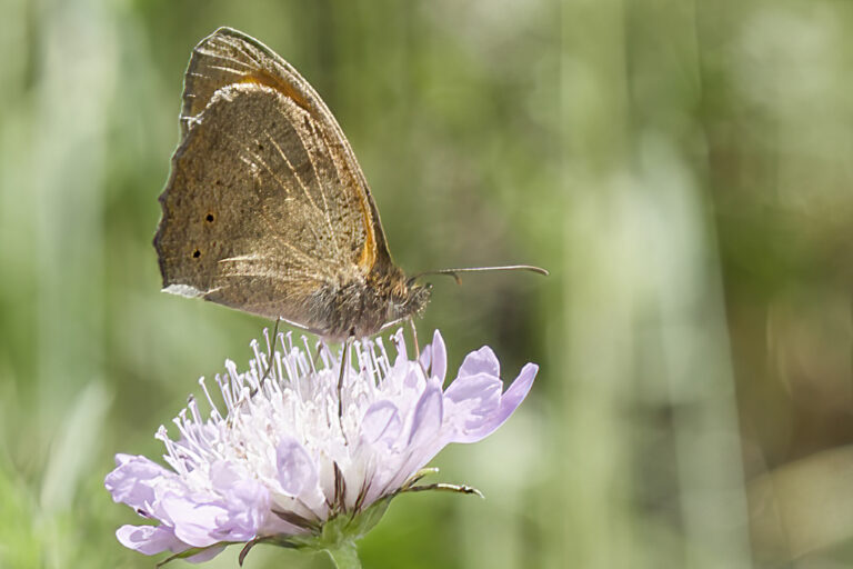 Maniola jurtina - Loba