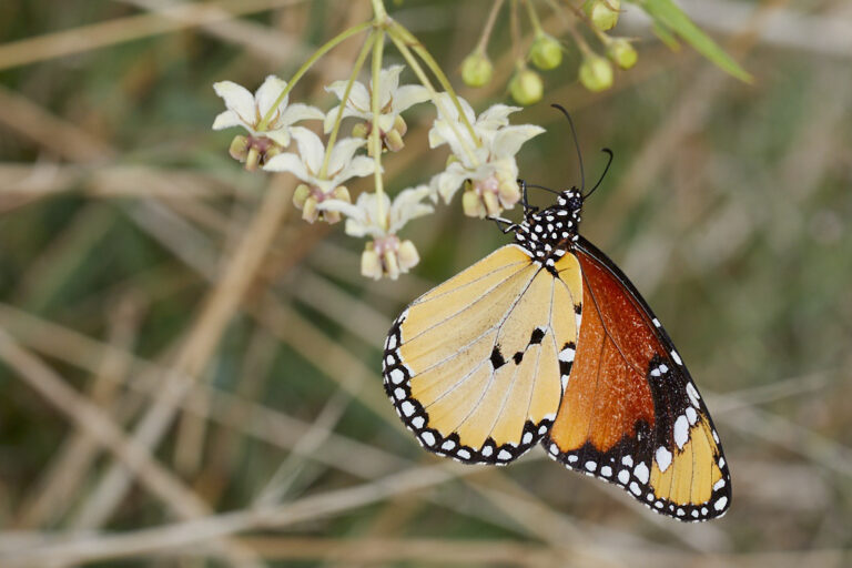 Danaus chrysippus - Mariposa tigre